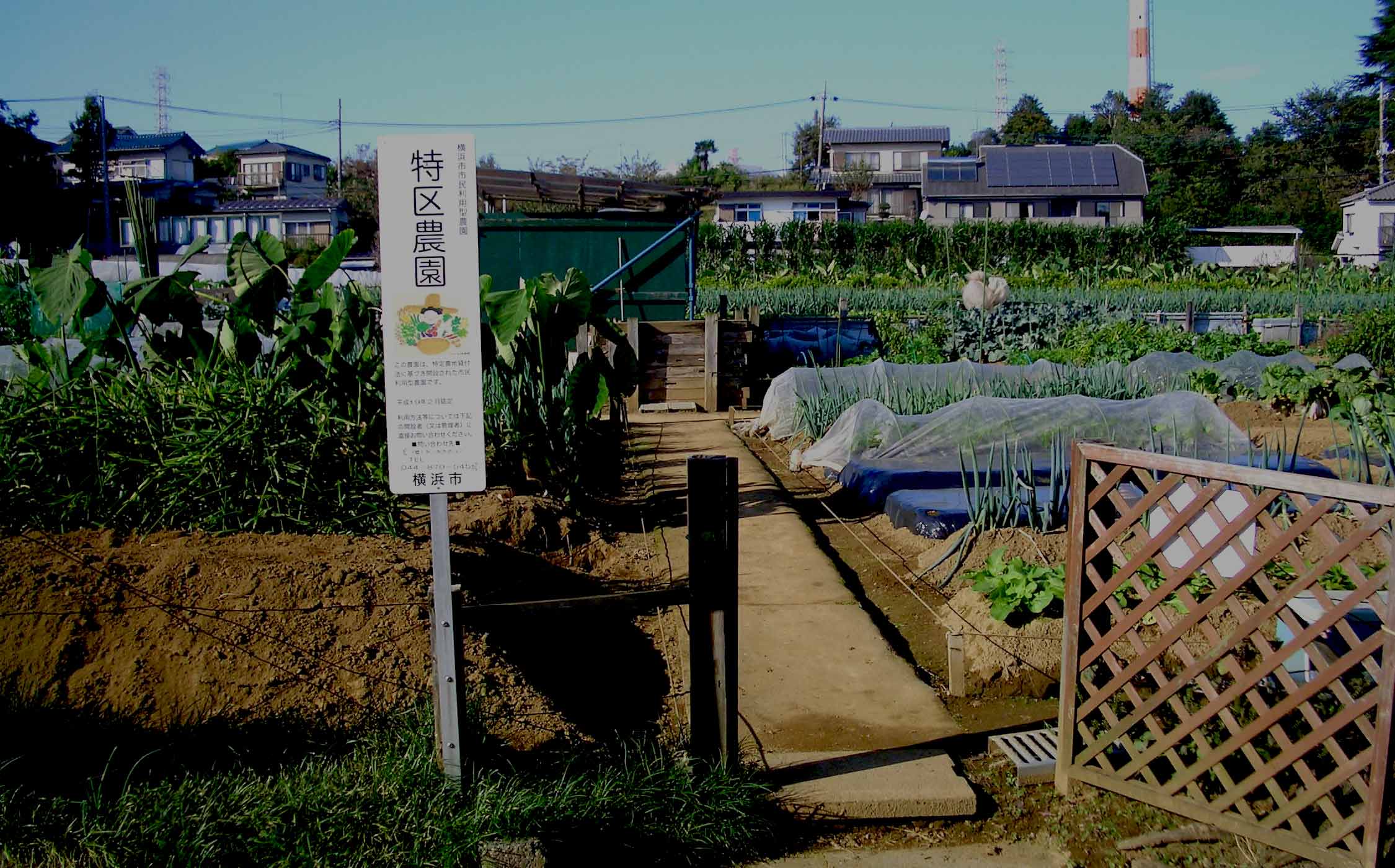 >区画割り農園ではじめる野菜作り